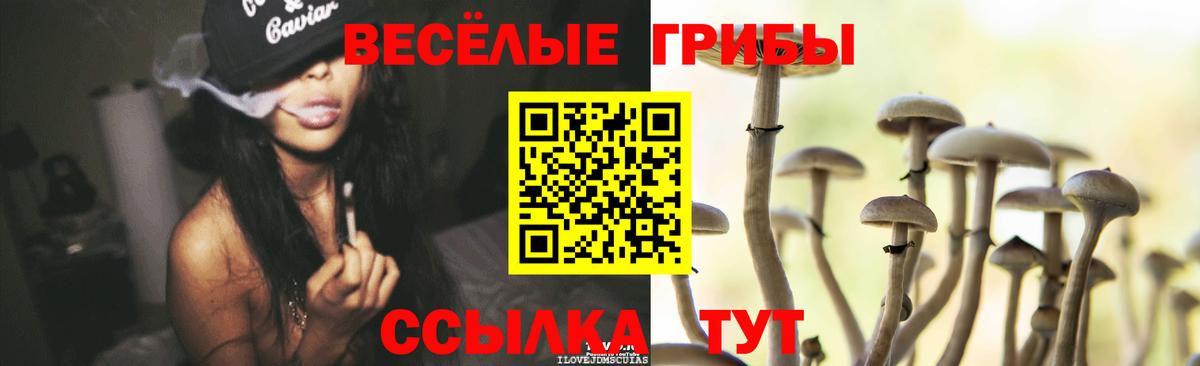 Галлюциногенные грибы Psilocybe Сорочинск